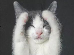 猫咪遥控爆料视频大全下载,盘点萌宠趣味视频大全 第3张 猫咪遥控爆料视频大全下载,盘点萌宠趣味视频大全 第3张